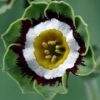 Primula Auricula Green Isle - Abriiachan Nurseries